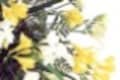 フラワーアレンジに役立つ！花の小事典vol.3　【2月の花】フリージア