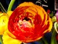 フラワーアレンジに役立つ！花の小事典vol.14　【2月の花】ラナンキュラス
