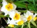 【2月の花】スイセンフラワーアレンジに役立つ！花の小事典vol.25