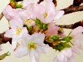 【3月の花】サクラ 花の小事典vol.26