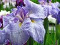 【5月の花】花菖蒲（ハナショウブ）