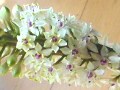 【9月の花】パイナップルリリー