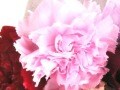 【5月の花】カーネーション
