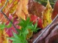 秋のフレーム・カラフル落葉