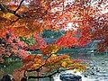 紅葉の撮り方、ここを狙うとベスト