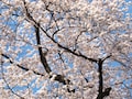 自分らしい桜の写真を撮る方法