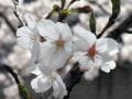神田川沿いの桜を見に出かける