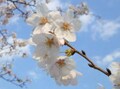 歩いて楽しい、見て美しい東京の桜散歩