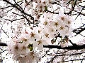 今年の桜は目黒川～お奨めレストラン情報～