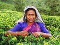 スリランカ紅茶特集（1）