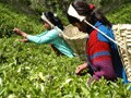 ネパールの紅茶　ヒマールティー
