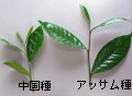紅茶の品種　中国種・アッサム種