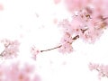 花あかり・花いかだ…恋愛から天気まで「桜言葉」を使ってあなたも風流美人！