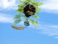 「釣り忍（つりしのぶ）」は涼しげな夏の風物詩！育て方や手入れ方法