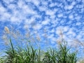「女心と秋の空」と「男心と秋の空」 元々はどっち？ 意味・由来や語源の違い