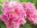 「立てば芍薬、座れば牡丹、歩く姿は百合の花」の意味と美人の本質