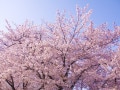 【2024年】桜の開花予想と桜前線！予想開花日・満開日はいつ？