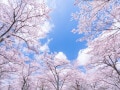 【2025年】桜の開花予想と桜前線！ 予想開花日・満開日はいつ？