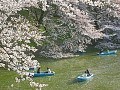 外国人パートナーもお花見が好き！？