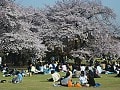 外国人パートナーと行く桜の名所＜東京編＞