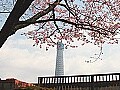 桜の東京案内。今しか撮れないスカイツリー