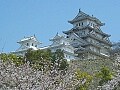 桜の関西案内。今なら見られる！？姫路城