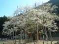 日本三大桜の一つ、根尾の淡墨桜へ／岐阜