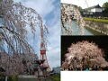 東京さくら散歩・ガイドが選ぶ桜の名所巡り