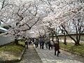 京都さくら散歩・ガイドが選ぶ桜の名所巡り