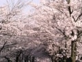 桜デート2012