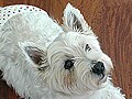 岩佐周明さんの犬と住む家