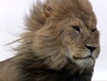 この夏イチオシの動物ドキュメント番組紹介