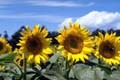 夏休み自由研究お助けサイト2007