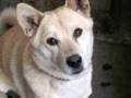 死者まで発生！　恐怖の「狂犬病」とは？