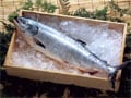 丸ごと1本の鮭をプレゼント？―「株主優待」