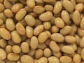 大豆イソフラボンの安全性はいかに？