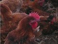 地鶏の養鶏場と加工現場をレポート