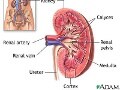 尿の異常・腎不全・透析