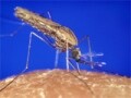 海外旅行では蚊に注意！ マラリアとデング熱の危険性