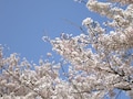 花見が楽しい、桜のきれいな街に住もう！