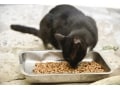 猫の餌の正しい与え方・選び方