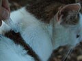猫のノミ・ダニ・寄生虫の予防と対策