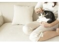 猫から人にうつる病気と感染ルート、飼い主側の予防策