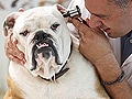 愛犬の健康診断と健康チェック