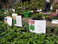 家庭菜園の種と苗の選び方