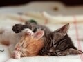 「寝る子」猫の寝姿～猫の睡眠時間や夢のハナシ