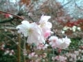 秋から春に咲く大原・実光院の不断桜／京都