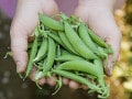 えんどう豆の栽培……種まきの時期・植え方ポイント