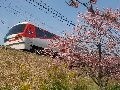 伊豆と三浦海岸で河津桜と電車のコラボを楽しもう