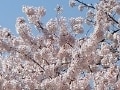 青森の桜、春の花スポット